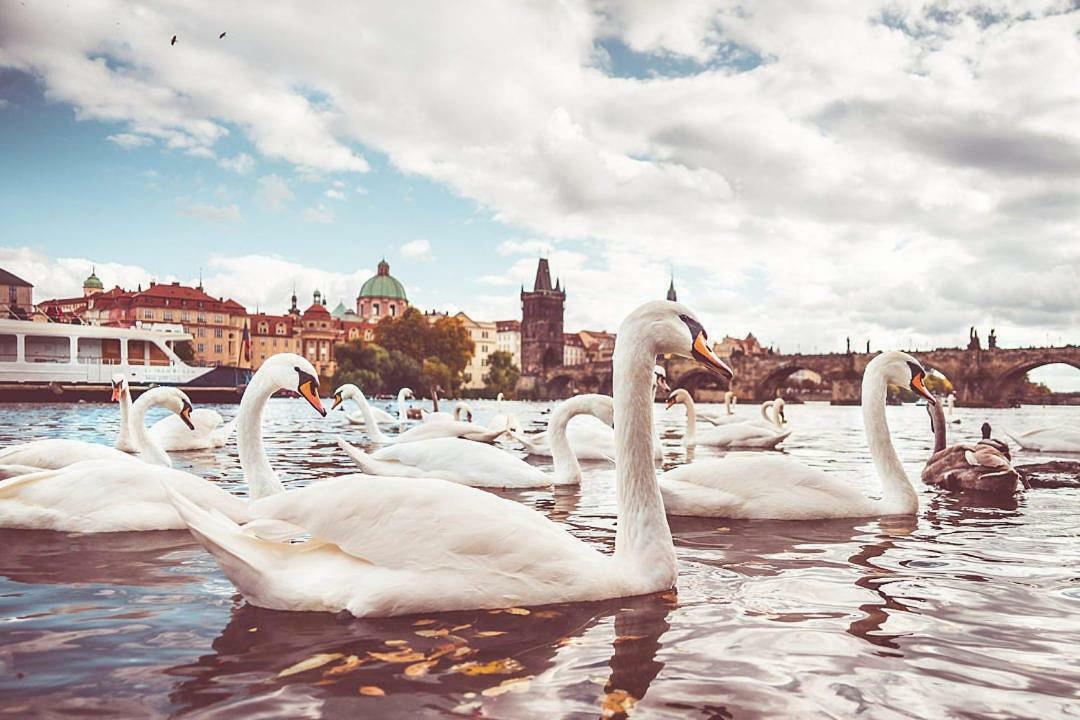 Quiet Apartment With Balcony Charles Bridge Praga Esterno foto